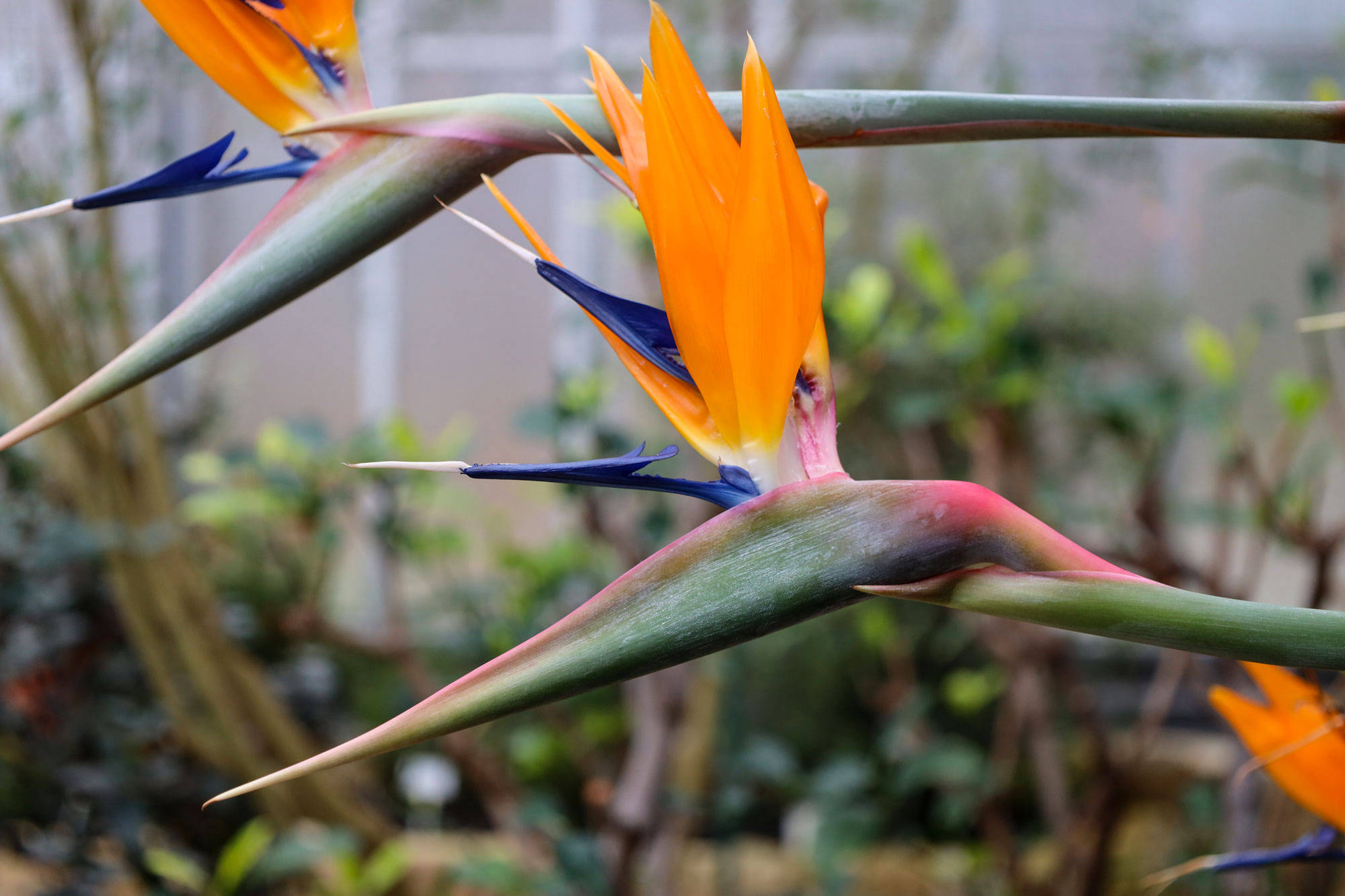 Botanischer Garten Berlin www.die4hartwigs.de