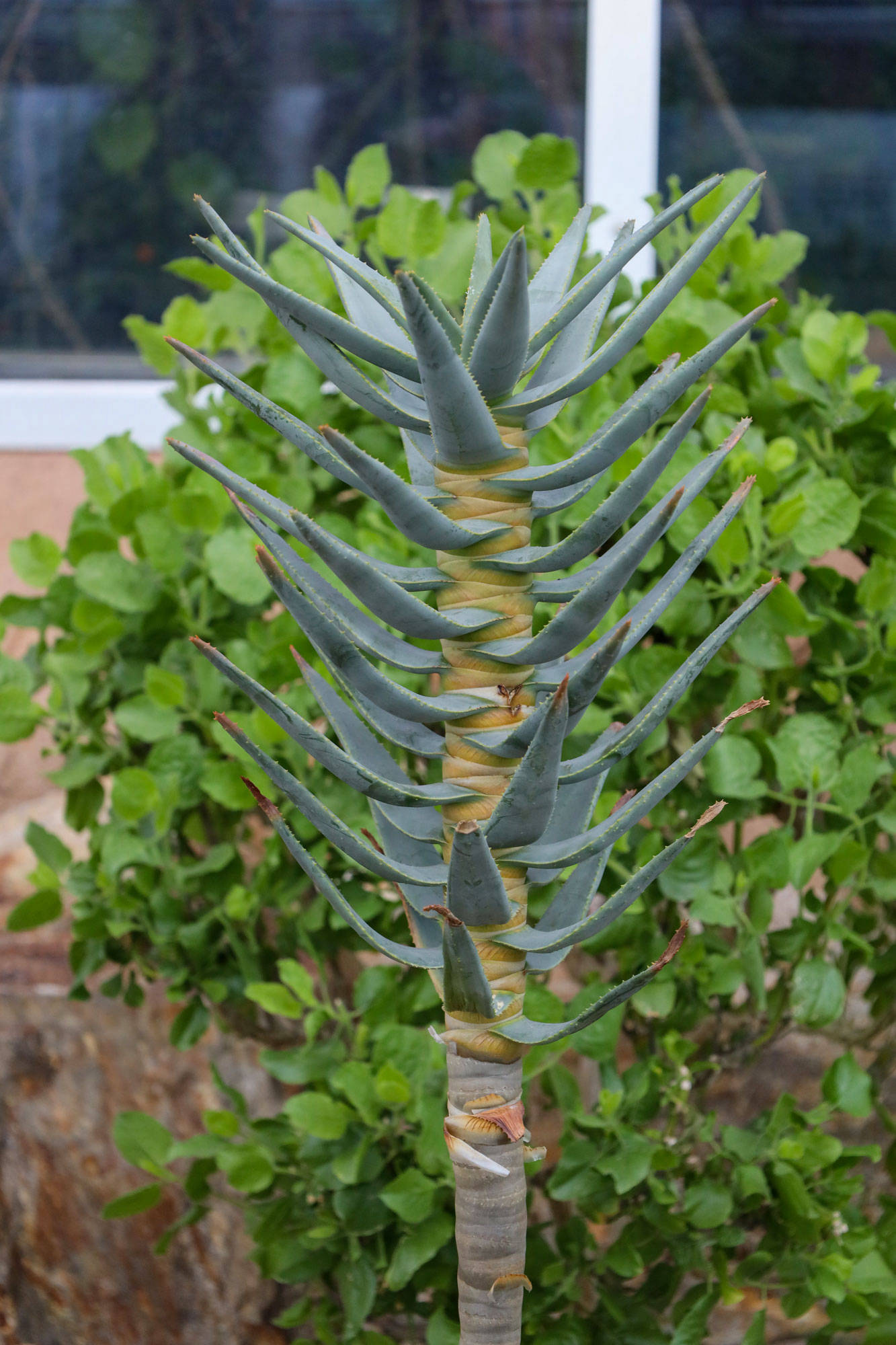 Botanischer Garten Berlin www.die4hartwigs.de