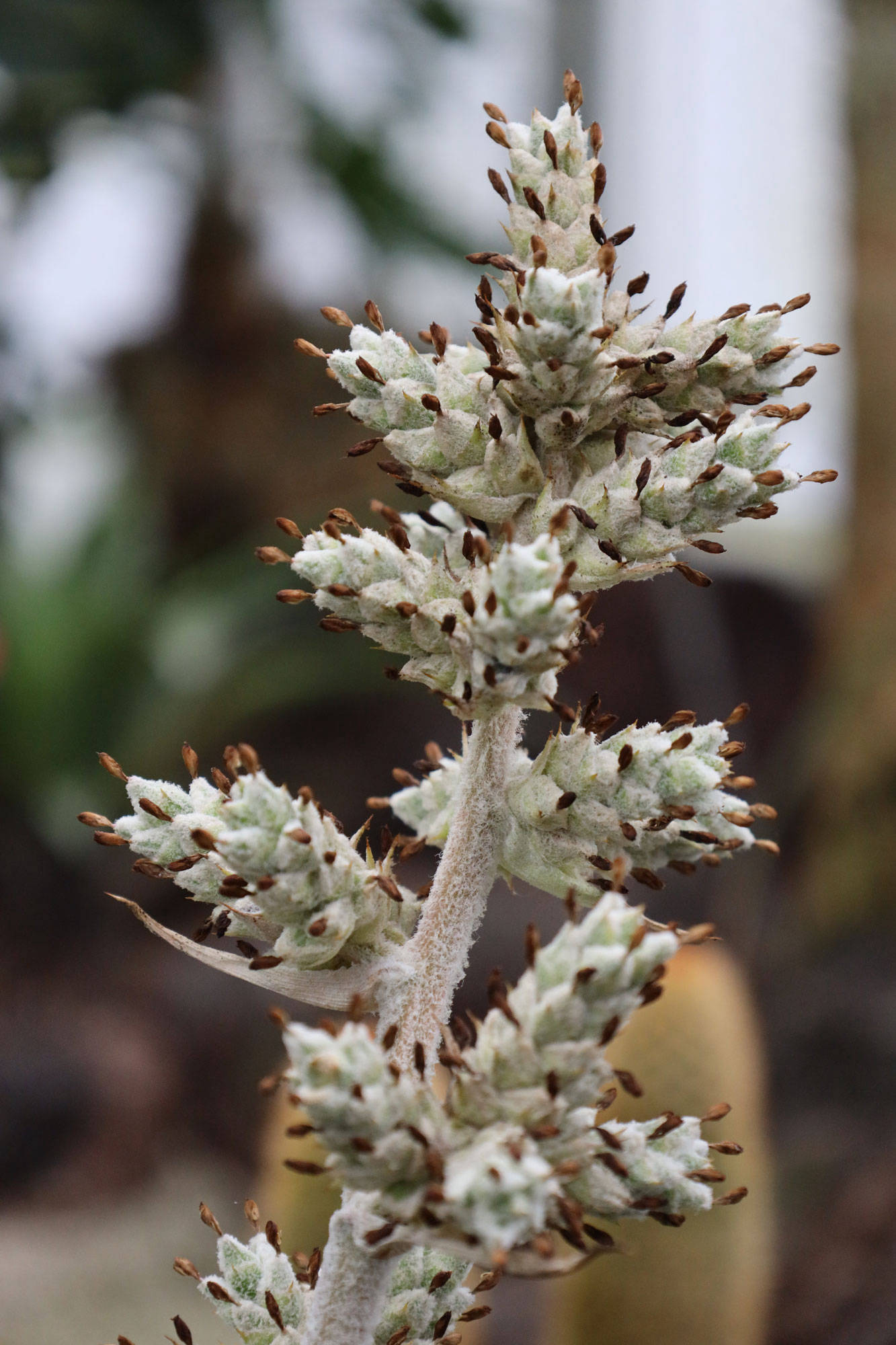 Botanischer Garten Berlin www.die4hartwigs.de