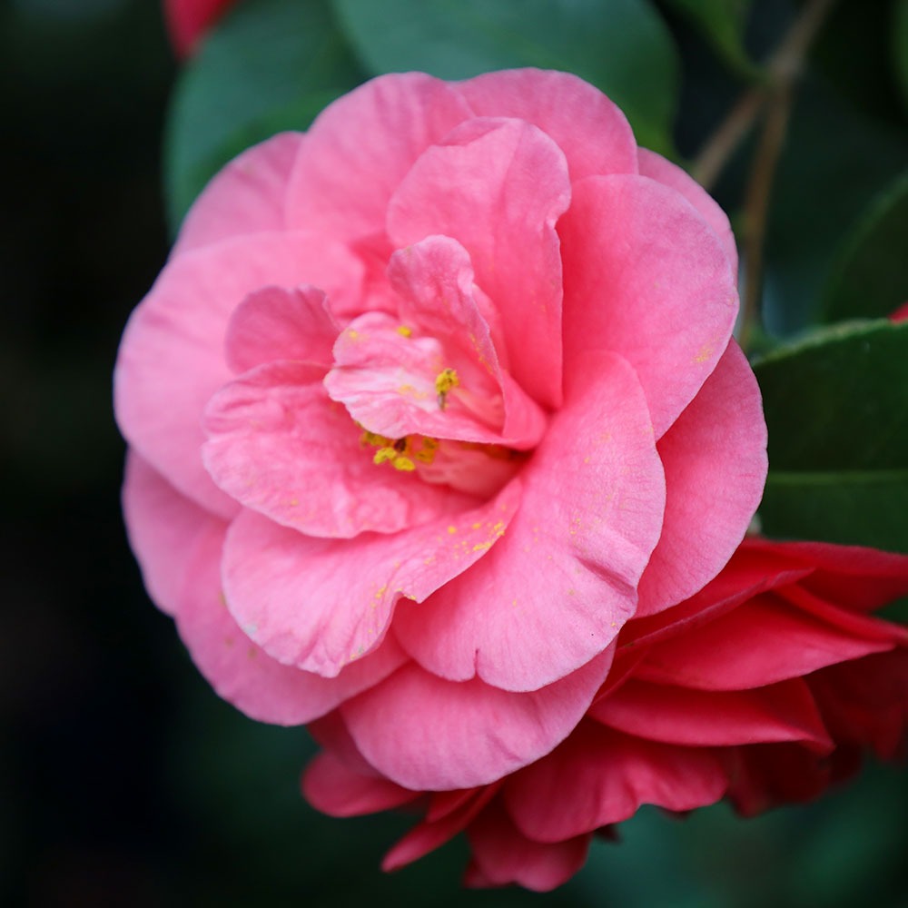 Botanischer Garten Berlin www.die4hartwigs.de