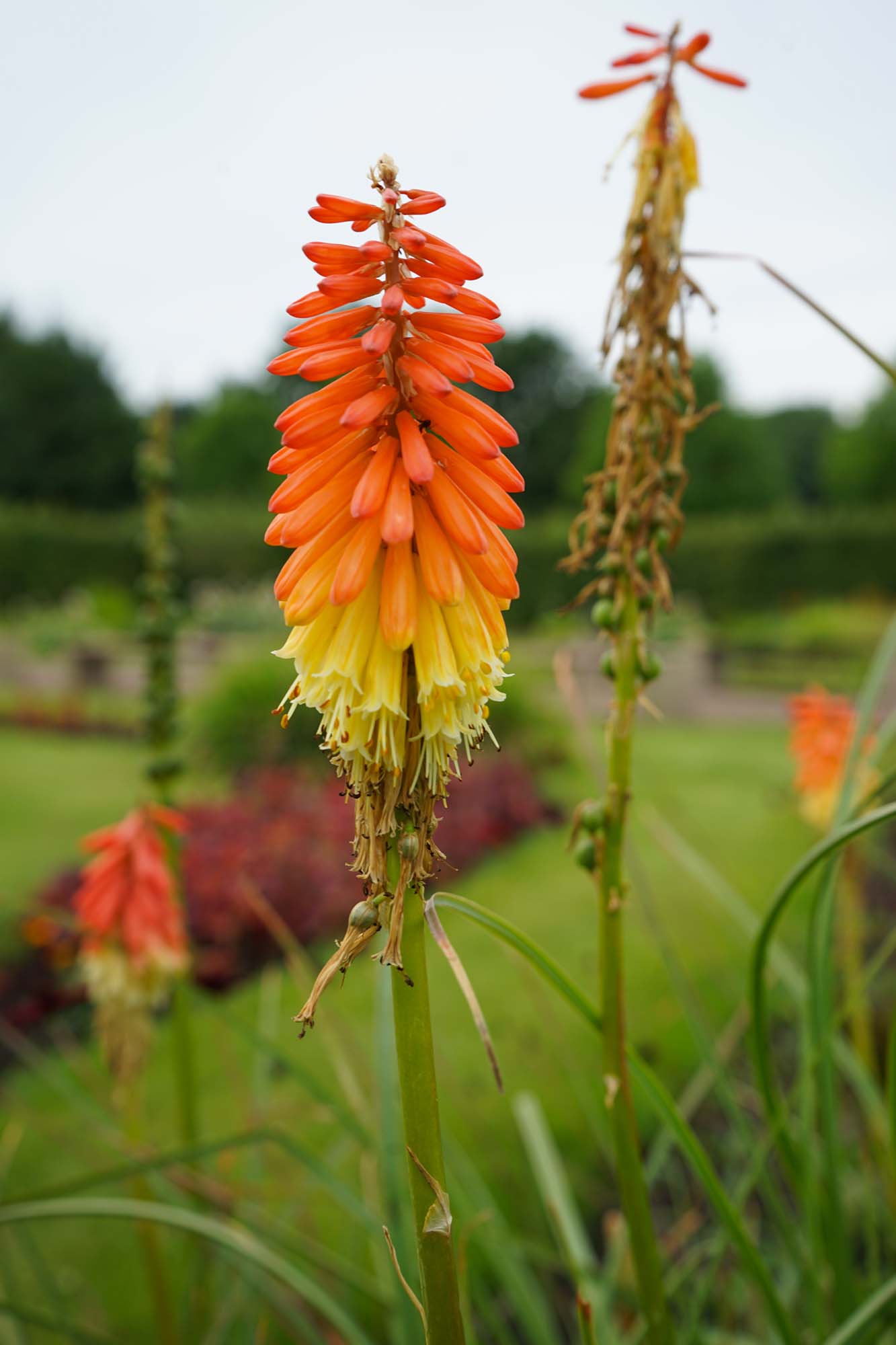 Schloss Oranienburg www.die4hartwigs.de