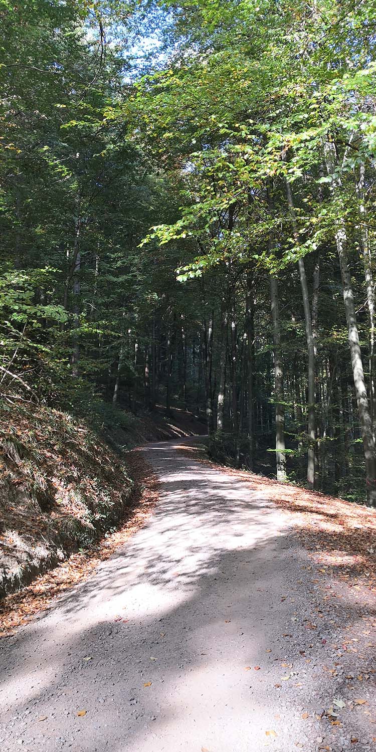 Kastelburg Waldkirch www.die4hartwigs.de