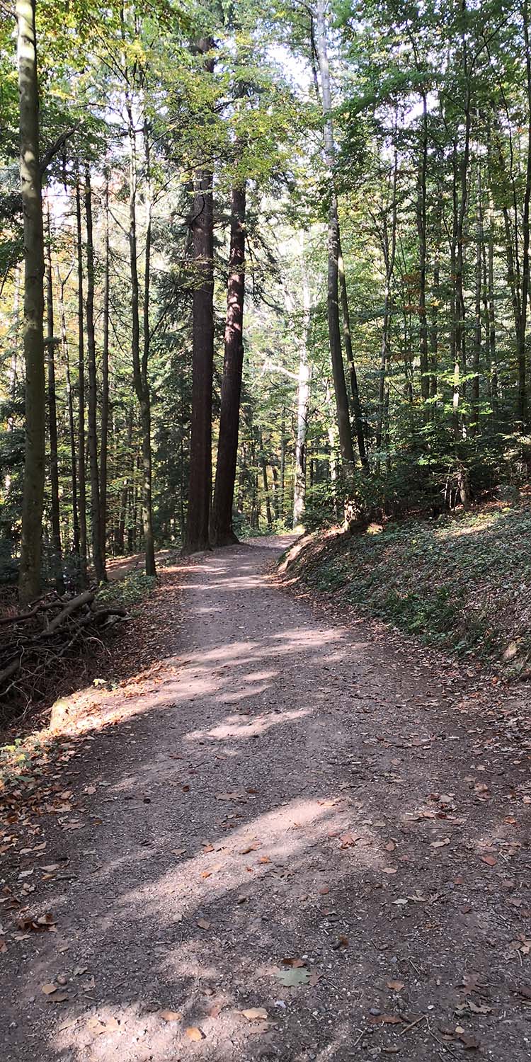 Kastelburg Waldkirch www.die4hartwigs.de