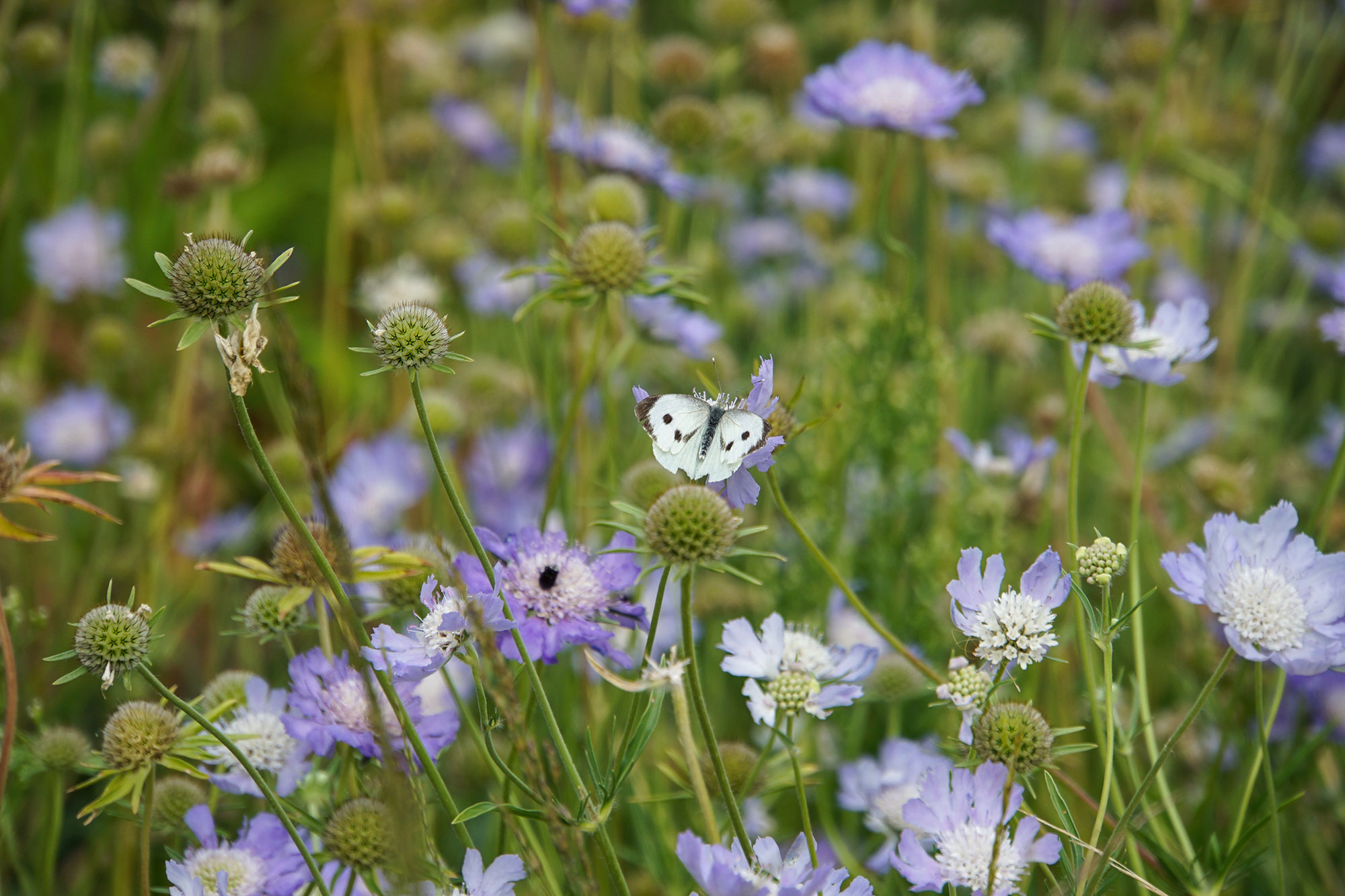 Landesgartenschau Beelitz 2022 www.die4hartwigs.de