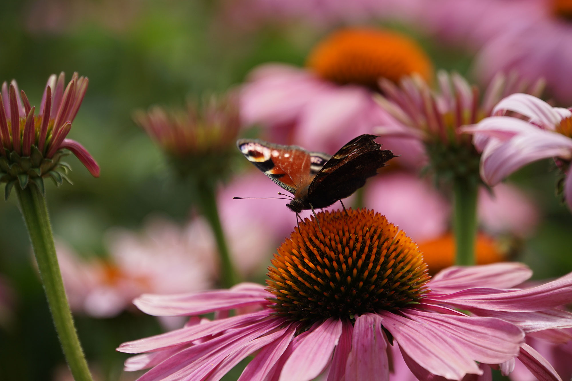 Landesgartenschau Beelitz 2022 www.die4hartwigs.de
