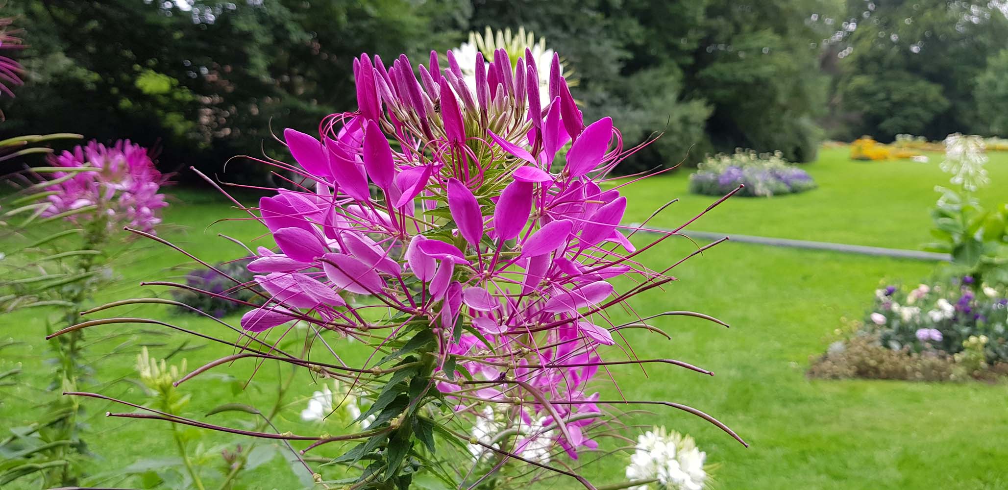 Fürst-Pückler-Park Bad Muskau www.die4hartwigs.de