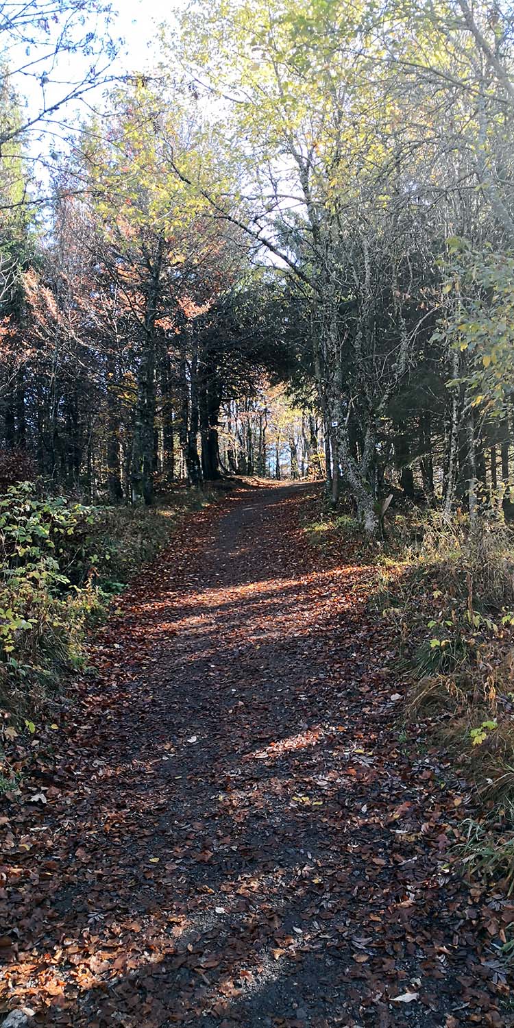 Schauinsland www.die4hartwigs.de