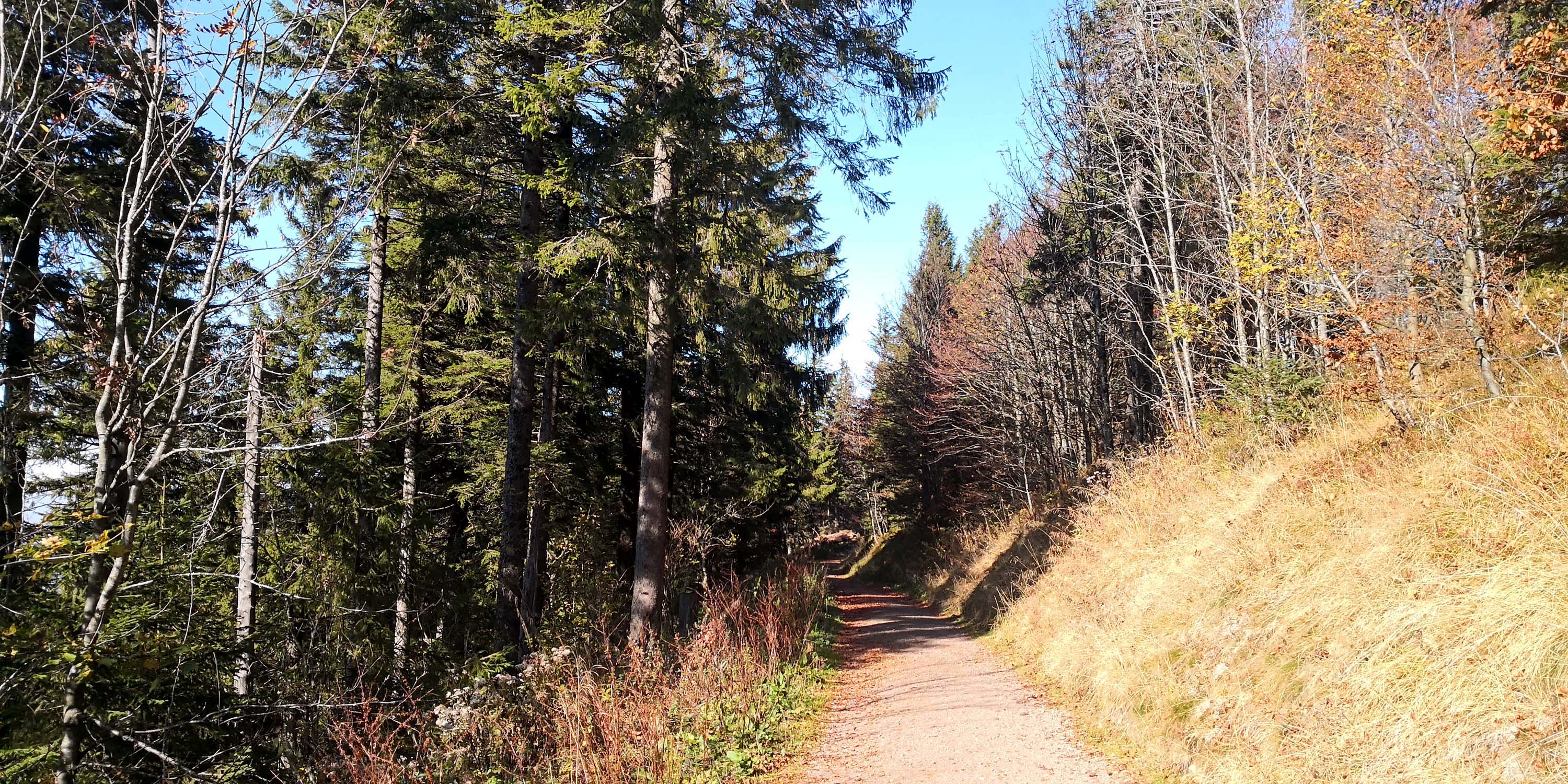 Schauinsland www.die4hartwigs.de